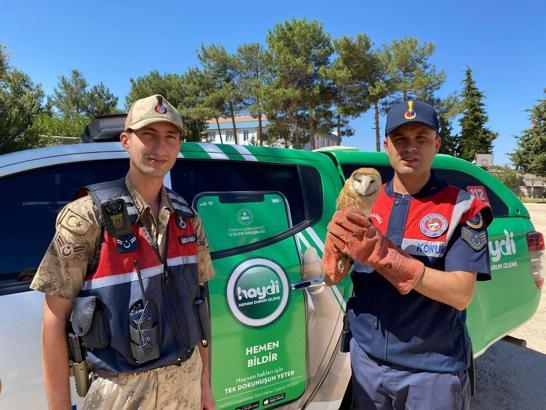 Kilis’te, yaralı baykuş bulundu