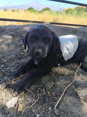 Kayseri’de köpeklerin saldırdığı yavru köpek, tedaviye alındı