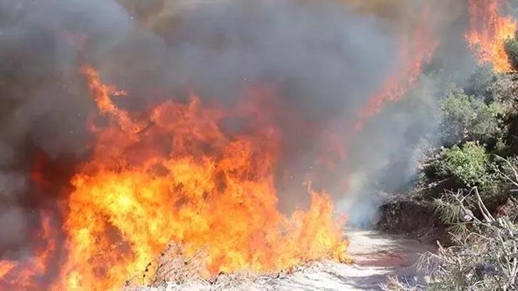 Manisa'daki orman yangını kontrol altında