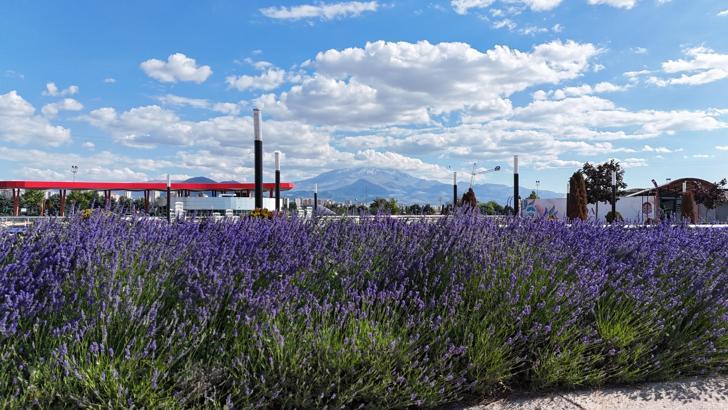 200 bin lavanta bitkisinden 32 litre lavanta yağı elde edildi