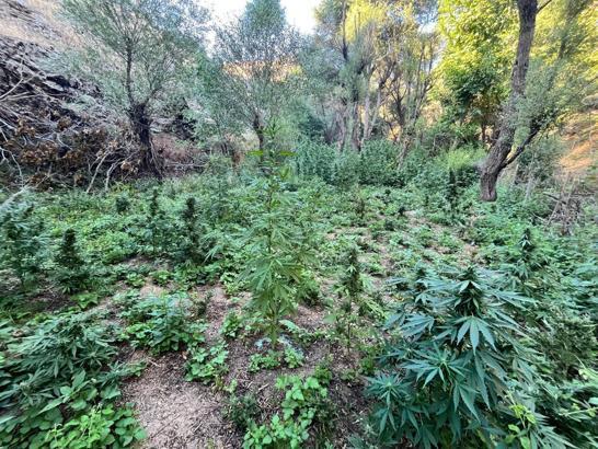 Bingöl’de 8 noktada uyuşturucu operasyonu