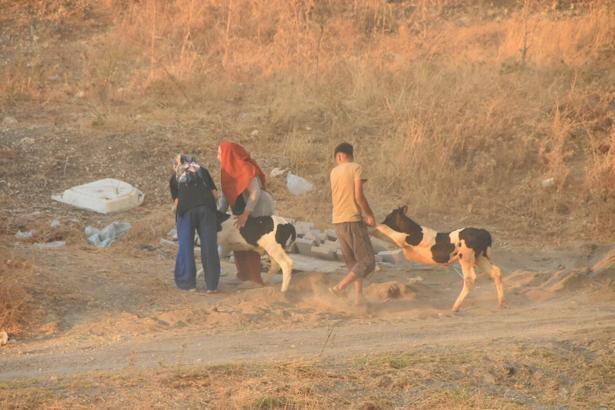 İzmir'de minibüste çıkan yangın ormana da sıçradı (3)