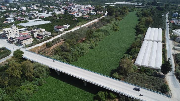 Asi Nehri'nde su sümbülü istilası; balık ölümleri yaşandı