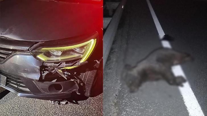 Otomobilin çarptığı yavru ayı öldü