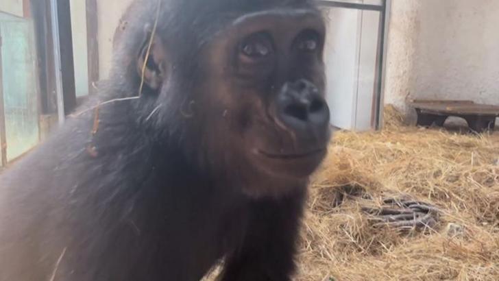 Goril 'Zeytin'in ülkesine dönmesi için hazırlıklar başladı