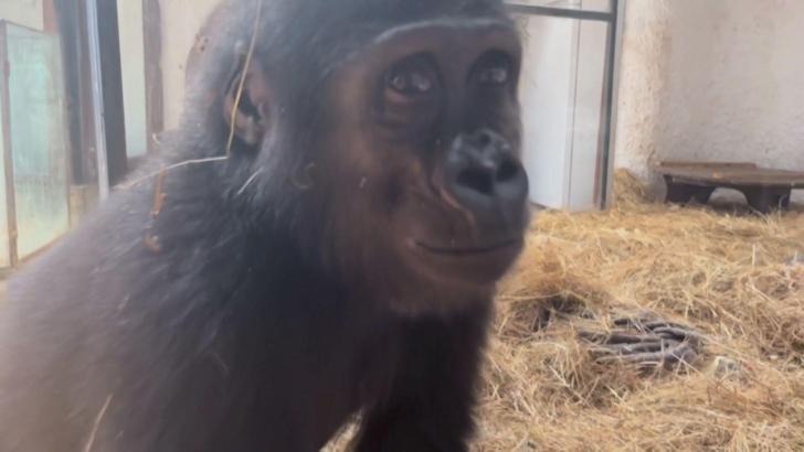 İstanbul  - Goril 'Zeytin'in ülkesine dönmesi için hazırlıklar başladı