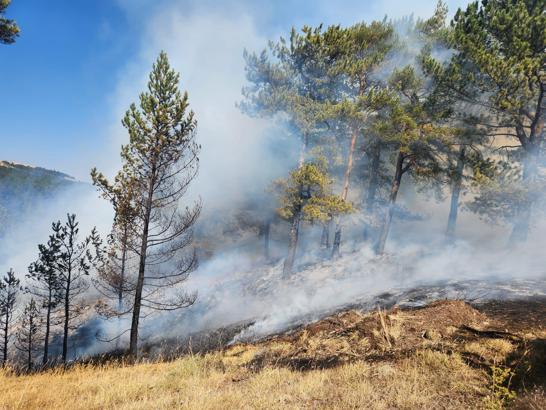 Çankırı’da çıkan orman yangını kontrol altına alındı