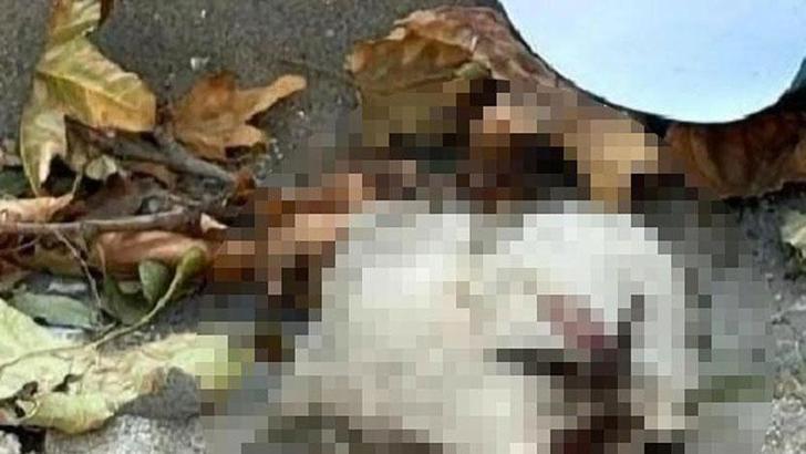 Turgutlu'da sokakta kedi başı bulundu iddiası