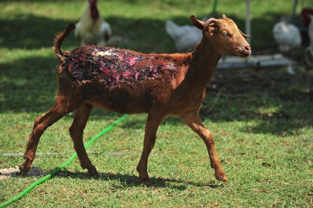 Orman yangınlarından kurtarılan 2 kuzu ile 13 koyun, Emekli Hayvanlar Çiftliği'nde