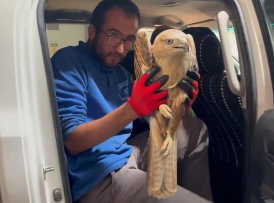 Yaralı halde bulunan kızıl şahin, tedaviye alındı