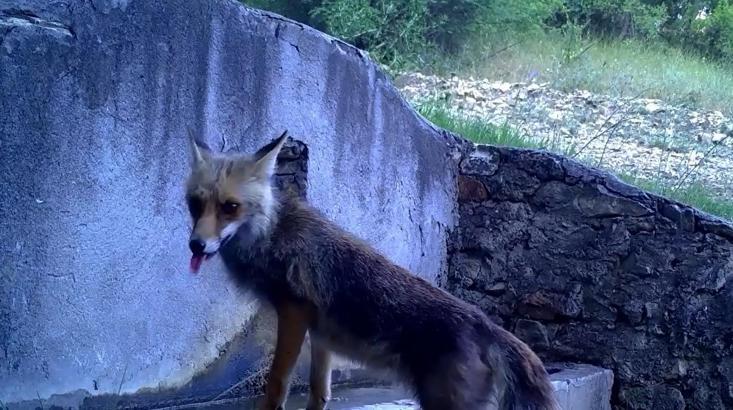 Uludağ’da aynı çeşmeden su içen tilki ve sincap, fotokapanla görüntülendi