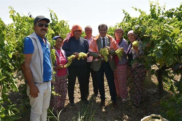 Salihli'de sultani üzüm hasadı başladı