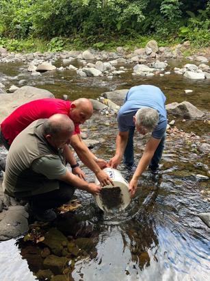 Samsun’da doğal alabalıklar derelerle buluştu