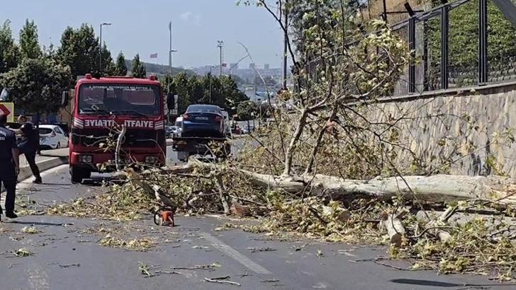 Üsküdar'da ağaç seyir halindeki otomobilin üzerine devrildi