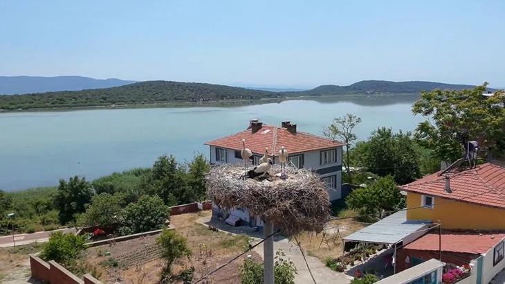 Yaren Leylek’in 2 yavrusu göç yolunda; 1'i Mısır'a diğeri Batı Şeria'ya ulaştı