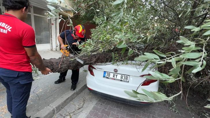 İstanbul - Avcılar’da 3 ağaç şiddetli rüzgar nedeniyle devrildi