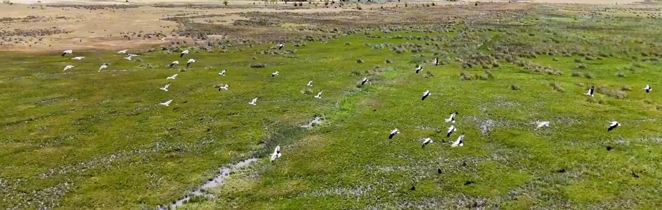 Afrika'dan yola çıkan leylekler Erzincan'da