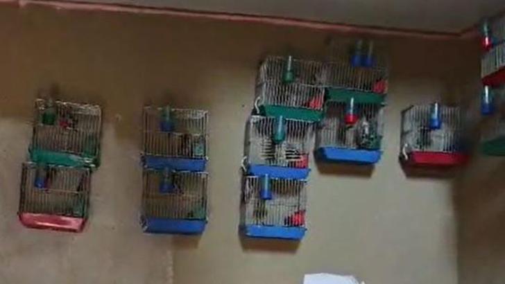 Adana'da evinde 21 saka kuşu besleyene 151 bin lira ceza