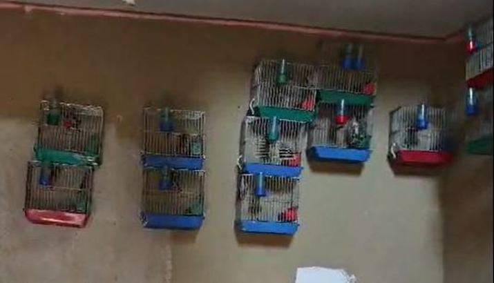 Adana'da evinde 21 saka kuşu besleyene 151 bin lira ceza
