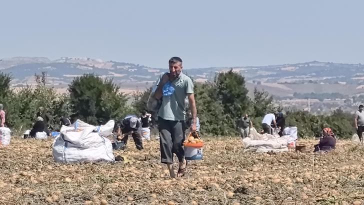 Tarlasındaki patatesleri ücretsiz dağıttı
