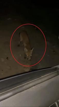 Tilkiyi cipsle besledi