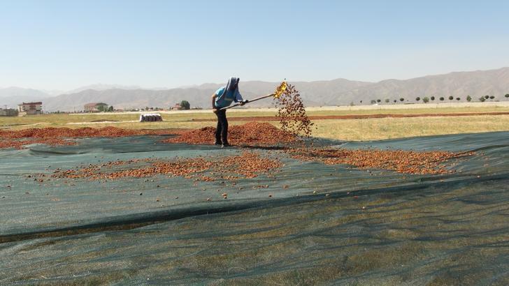 Yüksekova'da ekşi elma mesaisi