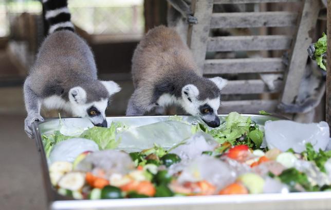 Tarsus Doğa Parkı’nda sıcaktan etkilenen hayvanlara buzlu meyve