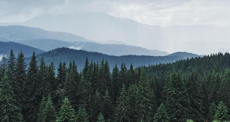 Gate TR, TEMA Vakfı aracılığıyla 15 bin fidan bağışladığını duyurdu