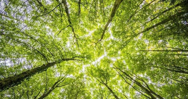 Gate TR, TEMA Vakfı aracılığıyla 15 bin fidan bağışladığını duyurdu