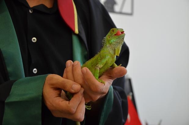 İguana ‘İgor’, hukuk bürosunun maskotu oldu