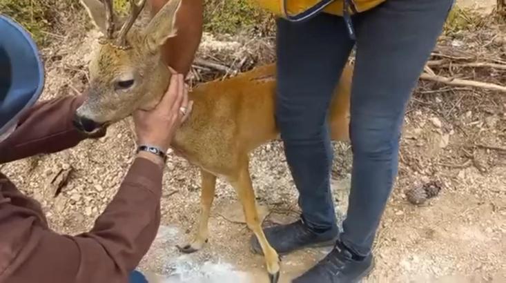 Osmaniye’de yaralı karaca tedavi altına alındı