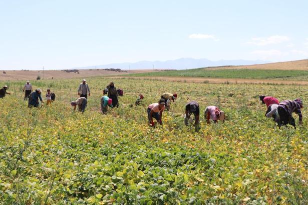 Niğde’de fasulye hasadı başladı; rekolte beklentisi 52 bin ton