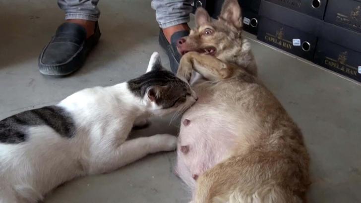 Çöpte bulunan kediye, depremzede köpek annelik yapıyor