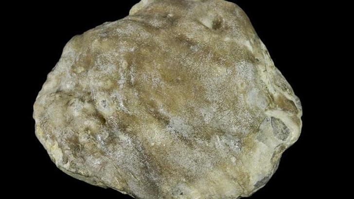 Avustralya'da 100 milyon yıllık fosil inci bulundu