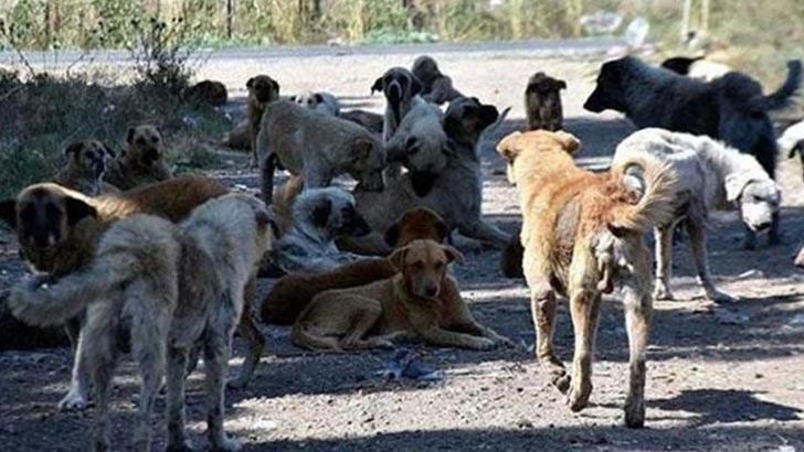 İstanbul Valiliği'nden sahipsiz sokak hayvanlarının toplatılması kararı