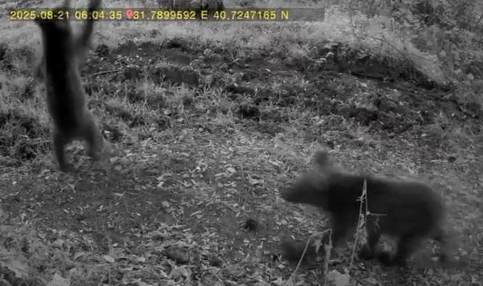 Bozayı ve 3 yavrusu fotokapan kamerasında