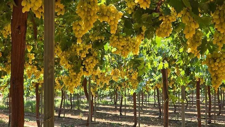 Hatay’da üzüm bağlarında hasat başladı; rekolte beklentisi 85 bin ton