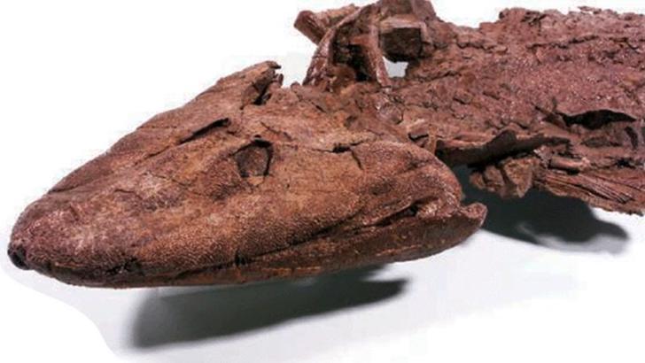 Balıklar karaya 10 milyon yıl daha erken çıkmış olabilir