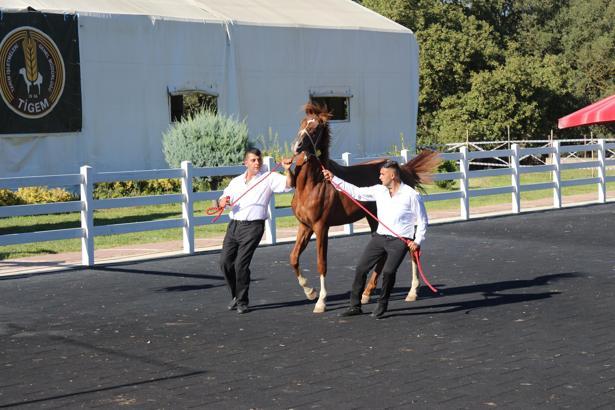 TİGEM’in en yüksek bedelli satışı 1 milyon 370 bin TL ile ‘Zergüzüm tay' oldu