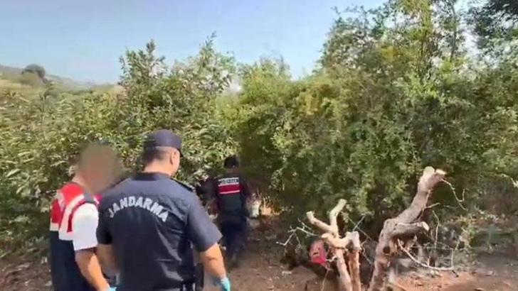 Bahçesini kenevir tarlasına çeviren şüpheli tutuklandı