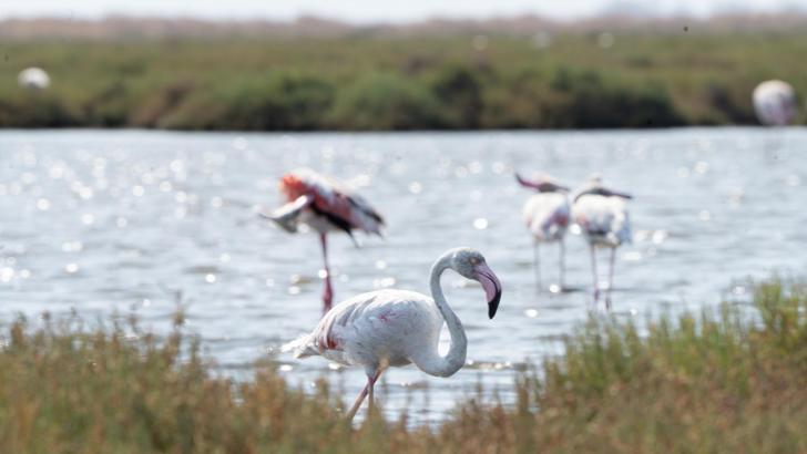 İzmir'de 'Flamingo Yolu' turu renkli görüntülere sahne oluyor /Video eklendi