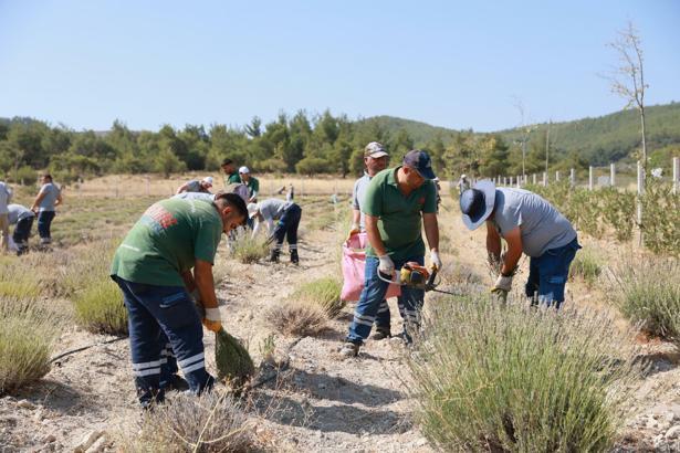 Yunusemre'de lavanta hasatı başladı