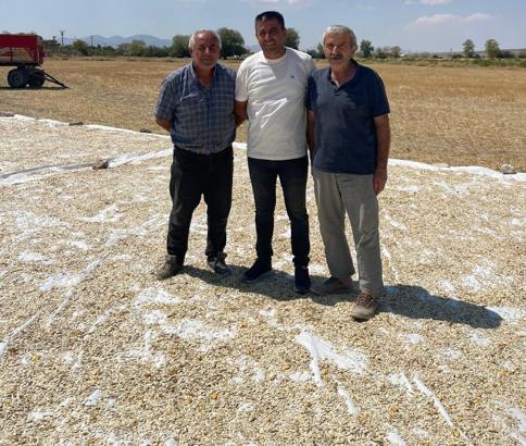 Polatlı’da kabak çekirdeği hasadı başladı