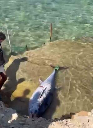 'İzmir'deki orkinos ölümlerinin nedeni bir bakteri'