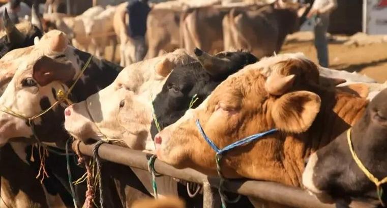 Tarım ve Orman Bakanlığı'ndan 'şap hastalığı' açıklaması