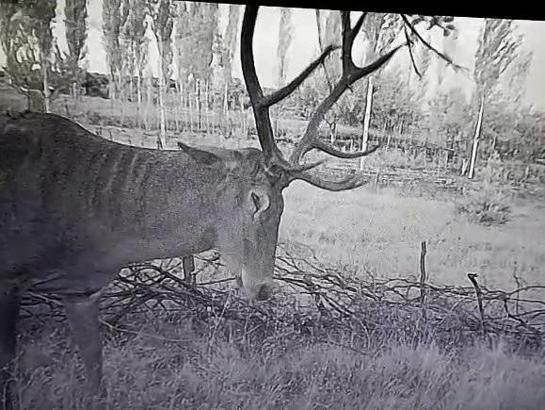 Bahçelere giren kızılgeyikler mahsulleri yedi