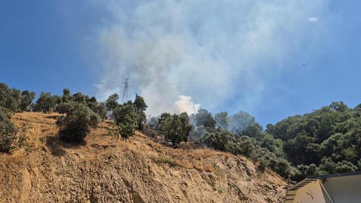 Aydın'da zeytinlikte çıkan yangın 1,5 saatte kontrol altına alındı
