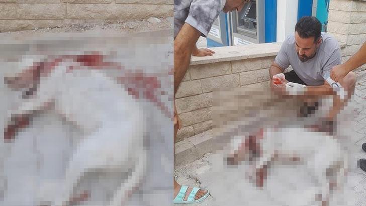 Hamile sokak köpeğini av tüfeği ile ağır yaralayan şüpheli, tutuklandı