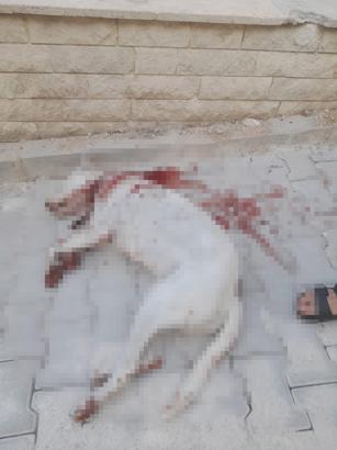 Hamile sokak köpeğini av tüfeği ile ağır yaralayan şüpheli, tutuklandı