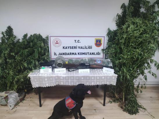 Kayseri’de kenevir yetiştiren 1 kişiye gözaltı